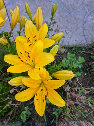 신인농원님의 자유주제 · 자유게시판 작성글 사진