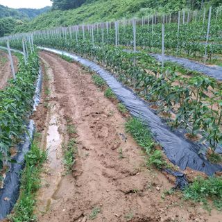 오영도님의 자유주제 · 자유게시판 작성글 사진