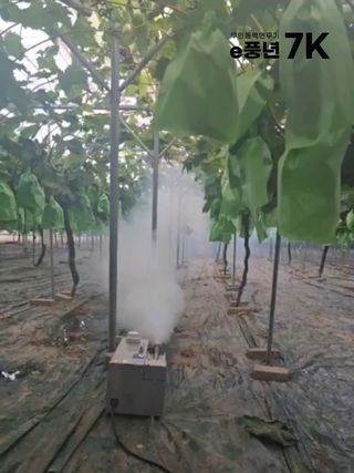 바이에스투님의 포도 · 자유게시판 작성글 사진