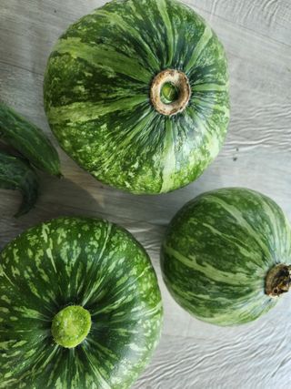 텃밭입문님의 농사, 무엇이든 물어보세요! · 참여글 작성글 사진