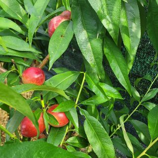 서녕영더기님의 자유주제 · 자유게시판 작성글 사진