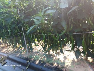 이창우님의 자유주제 · 자유게시판 작성글 사진