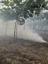 팜모닝 포도·자유게시판 게시글 이미지