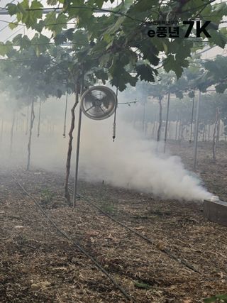 바이에스투님의 포도 · 자유게시판 작성글 사진