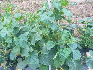 마늘16716님의 자유주제 · 자유게시판 작성글 사진