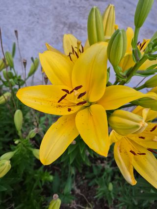 신인농원님의 자유주제 · 자유게시판 작성글 사진