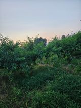 팜모닝 자유주제·자유게시판 게시글 이미지