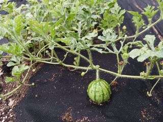 조정분(사랑이엄마)님의 자유주제 · 자유게시판 작성글 사진