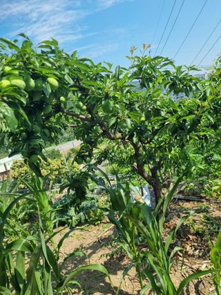 김용대님의 자유주제 · 자유게시판 작성글 사진