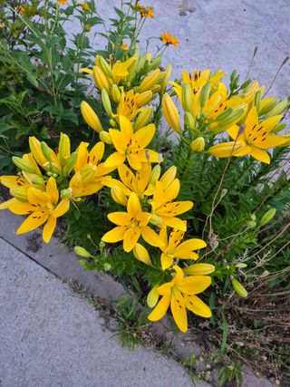 신인농원님의 자유주제 · 자유게시판 작성글 사진