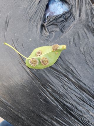 ptb형님님의 배 · 병해충상담 작성글 사진