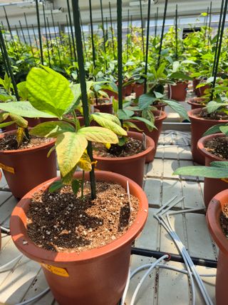 김상철님의 콩 · 병해충상담 작성글 사진