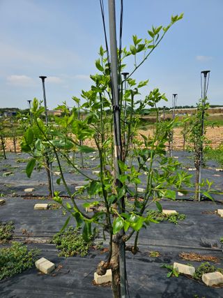망운천지향토농원님의 자유주제 · 자유게시판 작성글 사진