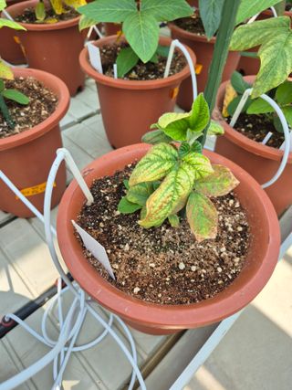 김상철님의 콩 · 병해충상담 작성글 사진