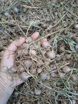 삼성농산님의 마늘·수확 작성글 사진