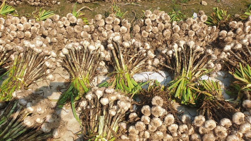 장터 상품 [황토밭 홍산 마늘 한접 100개] 썸네일