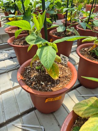 김상철님의 콩 · 병해충상담 작성글 사진