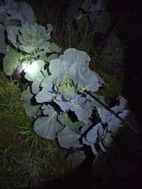 팜모닝 자유주제·자유게시판 게시글 이미지