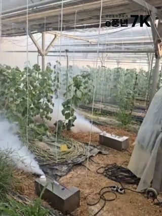 바이에스투님의 오이 · 자유게시판 작성글 사진