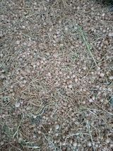 삼성농산님의 마늘·수확 작성글 사진