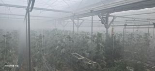 바이에스투님의 오이 · 자유게시판 작성글 사진