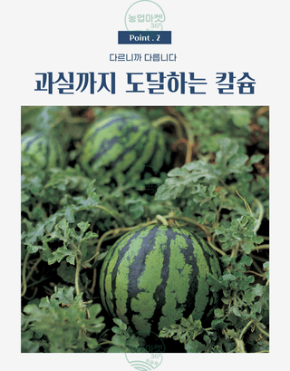 농업마켓365님의 작성글 사진