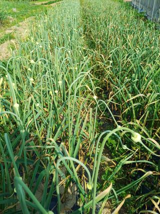 삼성농산님의 마늘 · 수확 작성글 사진