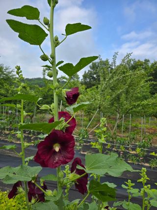 남 샘결 개둥맘님의 자유주제 · 자유게시판 작성글 사진