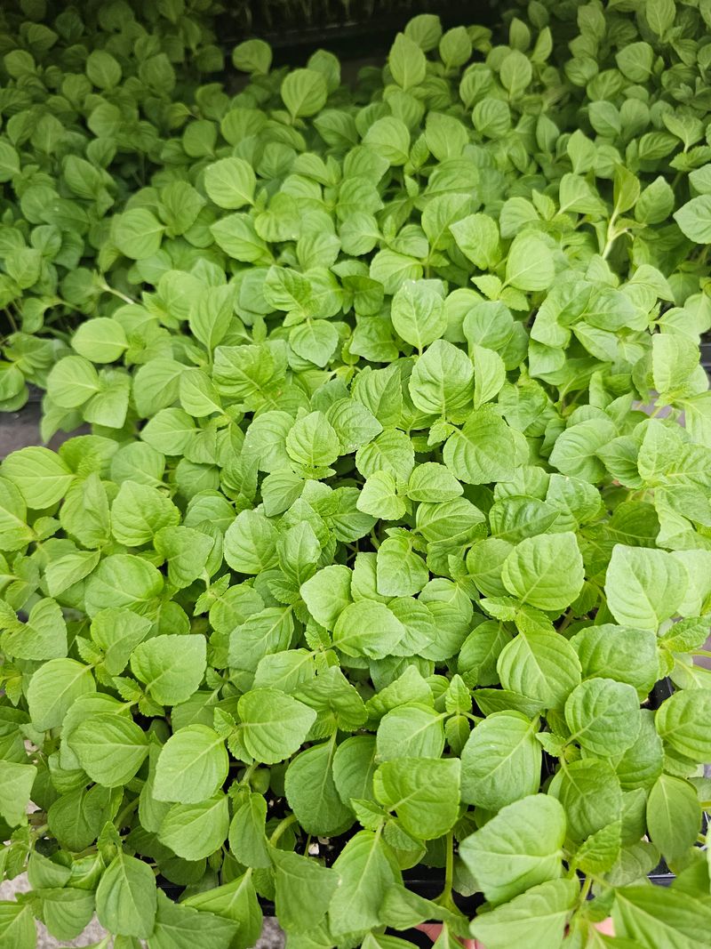 한농농약종묘사님의 장터 판매 상품 [[들깨모종]기름많이 나오는 들깨모종] 첨부 사진