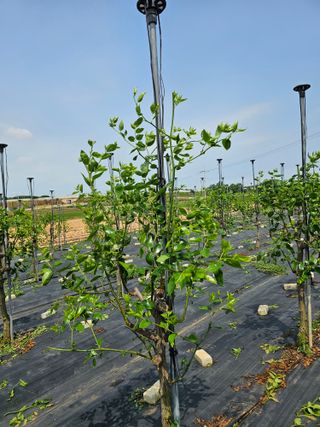 망운천지향토농원님의 자유주제 · 자유게시판 작성글 사진