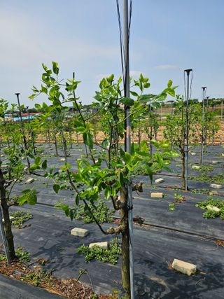 망운천지향토농원님의 자유주제 · 자유게시판 작성글 사진