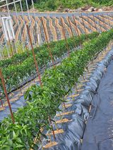 팜모닝 자유주제·자유게시판 게시글 이미지