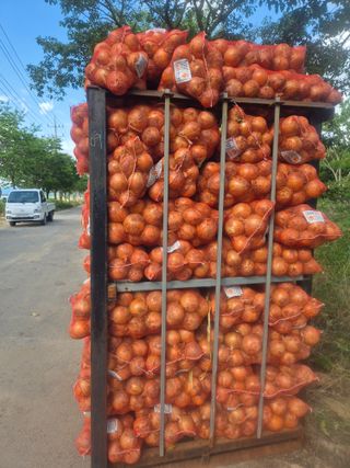 송광만님의 양파 · 자유게시판 작성글 사진