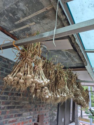 마늘16716님의 농사, 무엇이든 물어보세요! · 참여글 작성글 사진