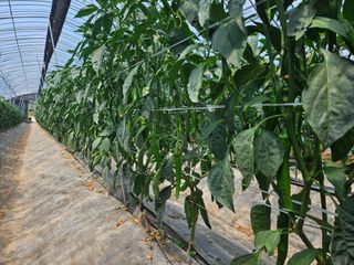 전봉우(채미농원)님의 자유주제 · 자유게시판 작성글 사진