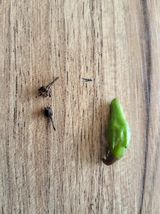 팜모닝 농사, 무엇이든 물어보세요!·참여글 게시글 이미지