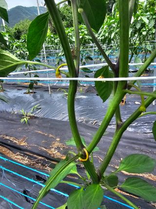 김진영님의 고추 · 비료•농약 작성글 사진