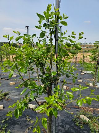 망운천지향토농원님의 자유주제 · 자유게시판 작성글 사진