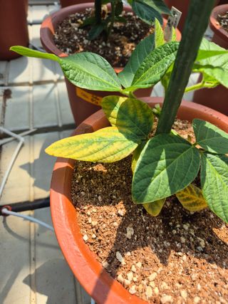 김상철님의 콩 · 병해충상담 작성글 사진