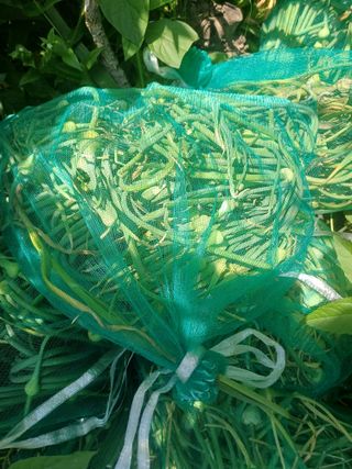 삼성농산님의 마늘 · 수확 작성글 사진