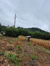 팜모닝 농사, 무엇이든 물어보세요!·참여글 게시글 이미지