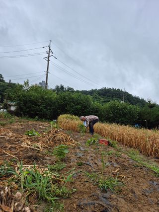 마늘16716님의 농사, 무엇이든 물어보세요! · 참여글 작성글 사진
