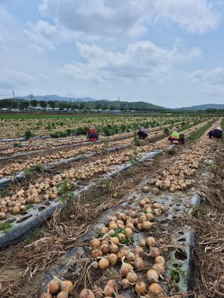 송광만님의 양파 · 자유게시판 작성글 사진