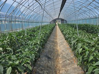 전봉우(채미농원)님의 자유주제 · 자유게시판 작성글 사진