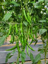 팜모닝 자유주제·자유게시판 게시글 이미지