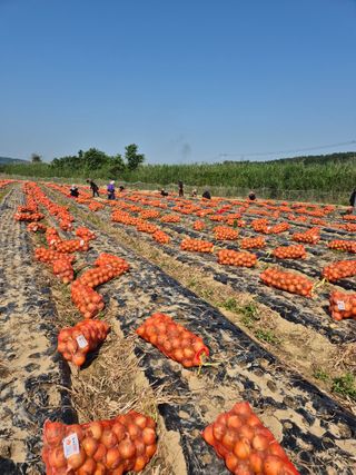 송광만님의 양파 · 자유게시판 작성글 사진