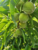 팜모닝 자유주제·자유게시판 게시글 이미지