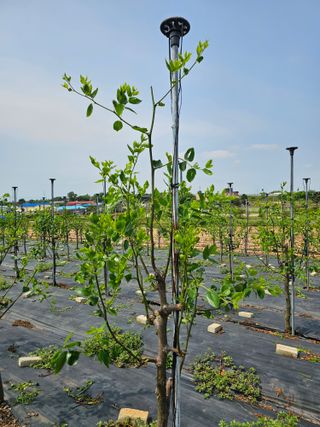 망운천지향토농원님의 자유주제 · 자유게시판 작성글 사진