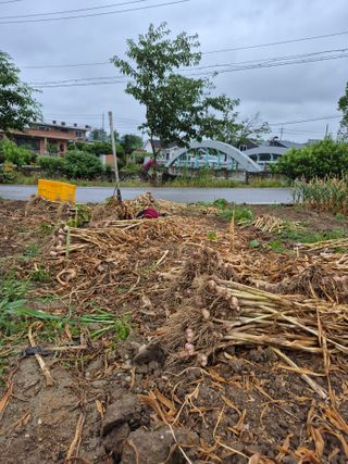 마늘16716님의 농사, 무엇이든 물어보세요! · 참여글 작성글 사진