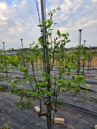 망운천지향토농원님의 자유주제 · 자유게시판 작성글 사진